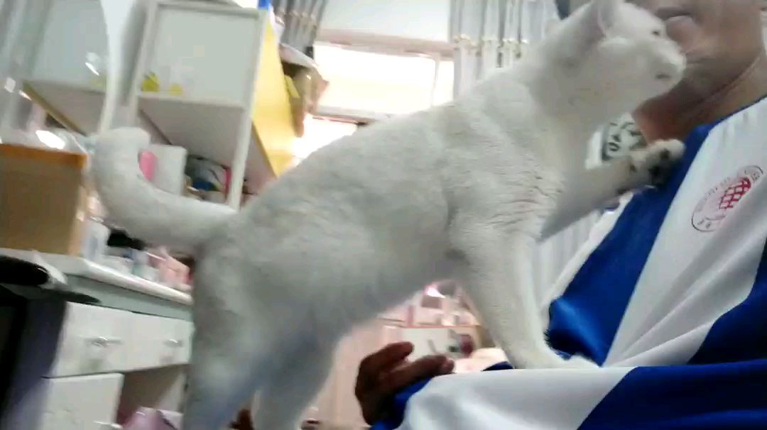 这么粘人的猫咪,你见过没?
